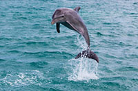 A dolphin jumping out of the water